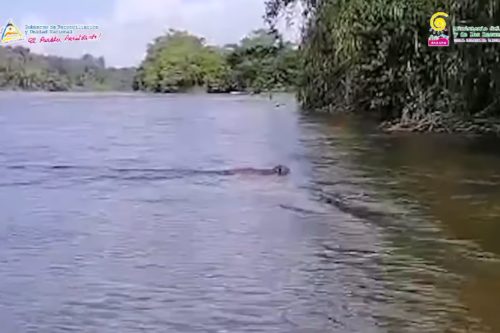 Captan a un puma cruzando el río San Juan de Nicaragua a Costa Rica