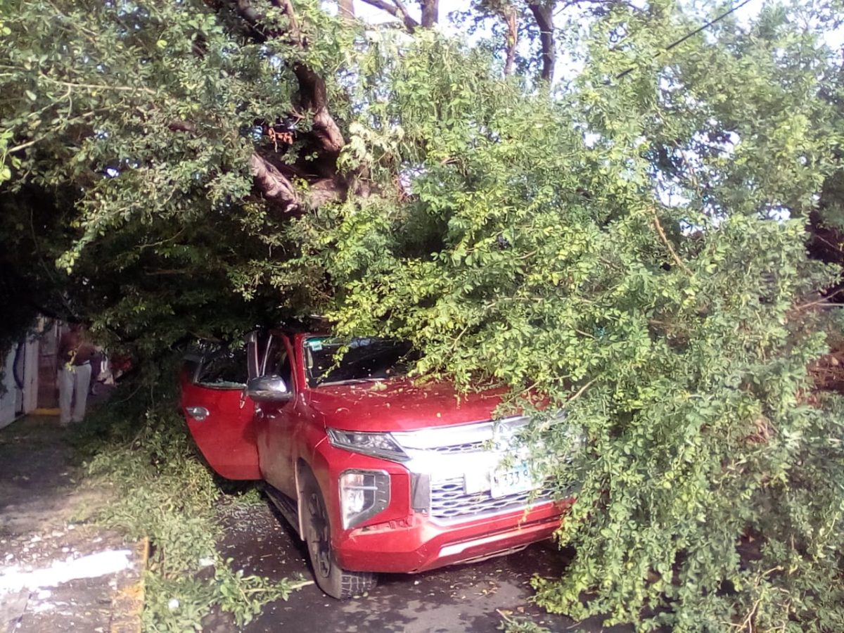  Árbol de espino cae sobre camioneta en Managua y sus cuatro ocupantes salen ilesos./Redes