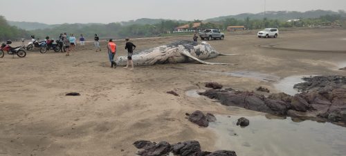 Ballena jorobada macho aparece muerta en la playa Nahualapa, Chinandega./ Foto tomada del Marena