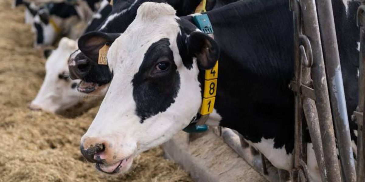 Foto referencial: Vacas de leche / XUNTA - Archivo EUROPA PRESS.