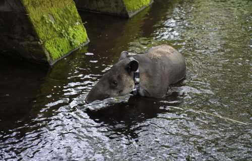 Un tapir llamado 