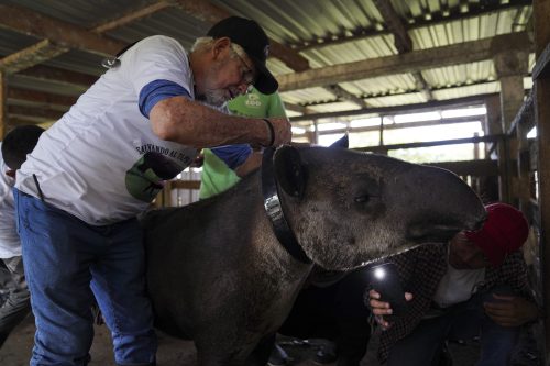 Eduardo Sacasa, miembro del proyecto "Salvando al Tapir en Nicaragua", coloca un collar satélite en un tapir llamado "Agostina" antes de ser liberado en la reserva de vida silvestre Cervantes en Chinandega, Nicaragua, el 18 de agosto de 2023.(Foto por OSWALDO RIVAS / AFP)