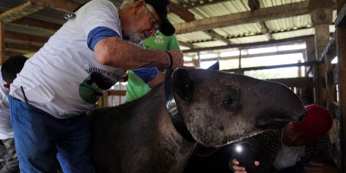 Eduardo Sacasa, miembro del proyecto «Salvando al Tapir en Nicaragua», coloca un collar satélite en un tapir llamado «Agostina» antes de ser liberado en la reserva de vida silvestre Cervantes en Chinandega, Nicaragua, el 18 de agosto de 2023.