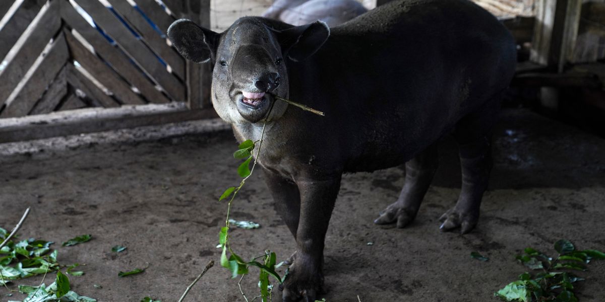 Un tapir llamado "Agostina" come antes de ser liberado en la Reserva de Vida Silvestre Cervantes en Chinandega, Nicaragua, el 18 de agosto de 2023. (Foto de OSWALDO RIVAS / AFP)