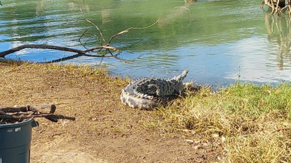 Pescador es atacado por cocodrilo en las costas del lago de Nicaragua
