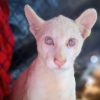 Puma albina Itzae podrá ser apreciada nuevamente por el público