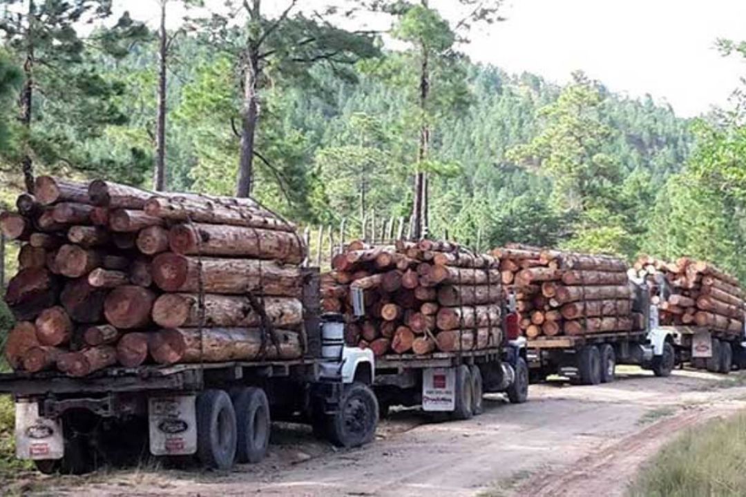 Deforestación en Nicaragua. Foto: La Prensa/ Archivo.