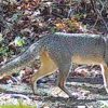 Captan presencia de zorro gris en reserva natural en León, 2024. Foto: Marena.