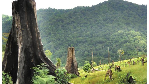 Nicaragua, uno de los países en el mundo que más bosques perdió en 2023