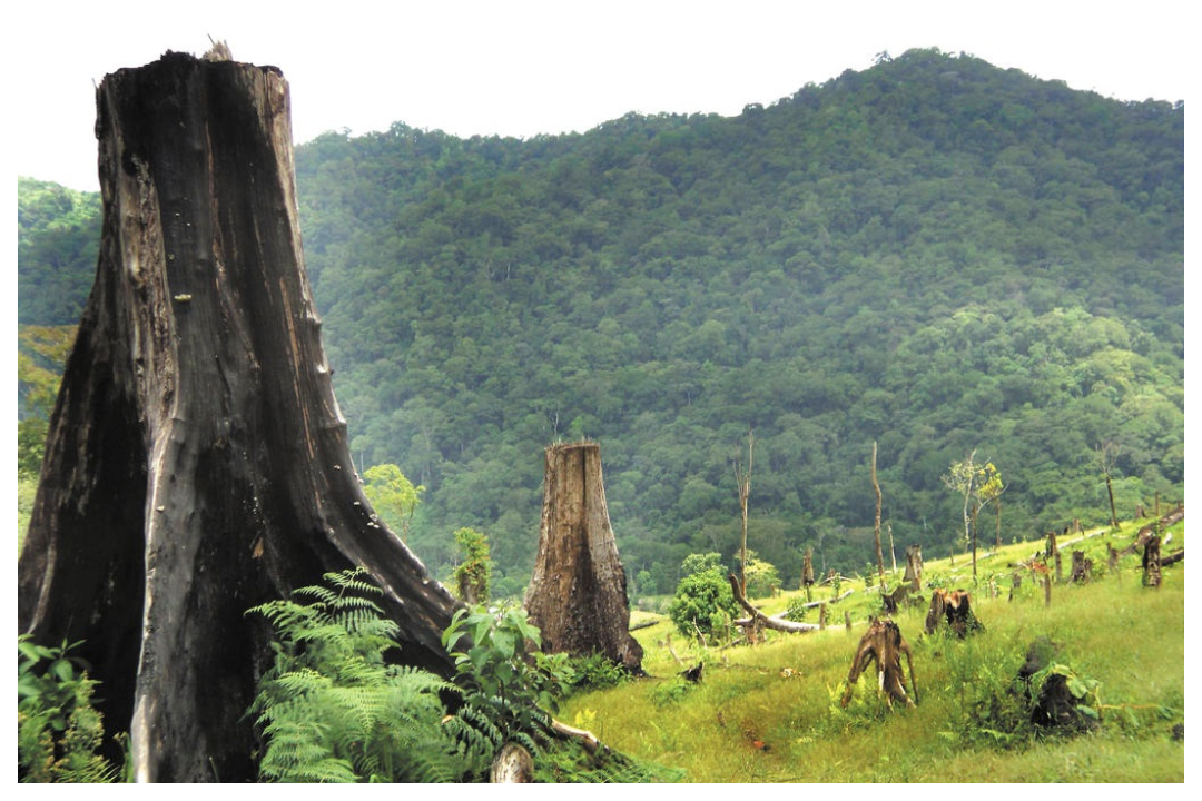 Nicaragua, uno de los países en el mundo que más bosques perdió en 2023