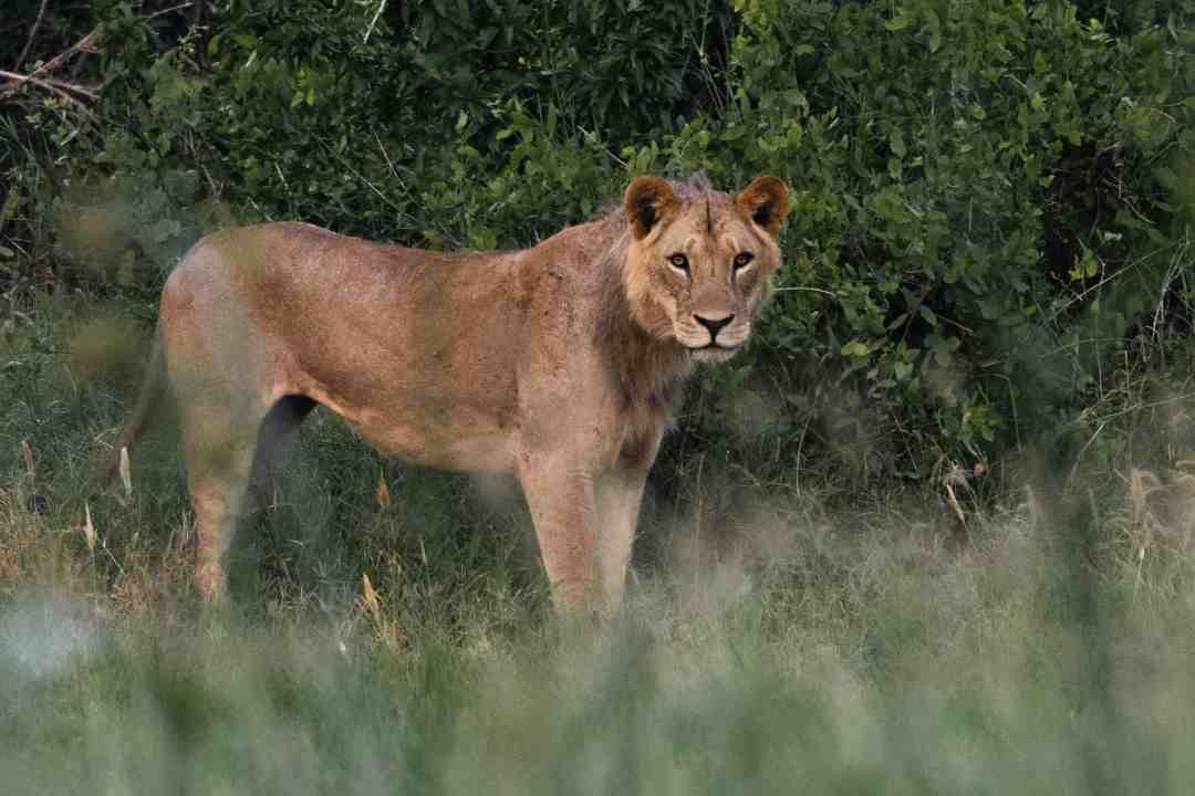 Ganaderos en Chontales denuncian que un león devora a sus reses